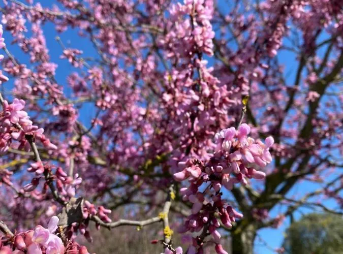 Colle Igino Apartment Matera
